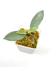 Load image into Gallery viewer, Hoya Wilbur Graves Silver D