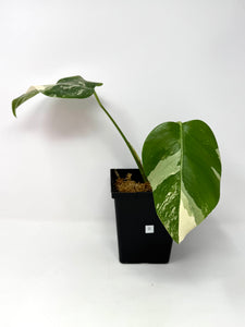 Monstera Deliciosa Albo Variegated D