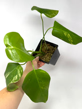 Load image into Gallery viewer, Monstera Deliciosa Aurea Variegated A