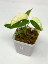 Load image into Gallery viewer, Monstera Adansonii Variegated B