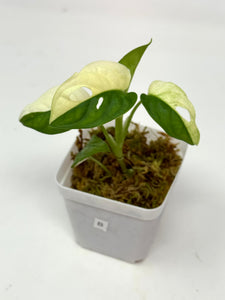 Monstera Adansonii Variegated B