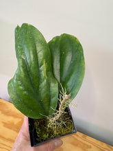 Load image into Gallery viewer, 109. Hoya Lambii
