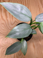 Load image into Gallery viewer, Philodendron Hastatum Silver Sword