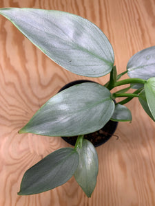 Philodendron Hastatum Silver Sword