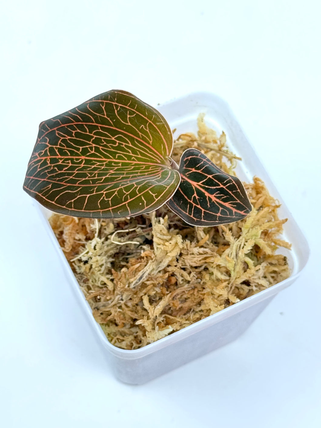 Anoectochilus Roxburghii 'Rose Gold' (Jewel Orchid) - Ships within Canada only