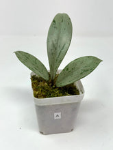 Load image into Gallery viewer, Hoya Pubicalyx Pink Silver Ghost A