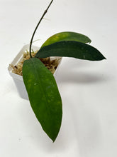 Load image into Gallery viewer, Hoya Ruthiae