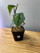 Load image into Gallery viewer, 62. Philodendron Sodiroi Ornatum