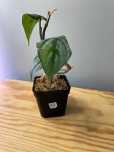 62. Philodendron Sodiroi Ornatum