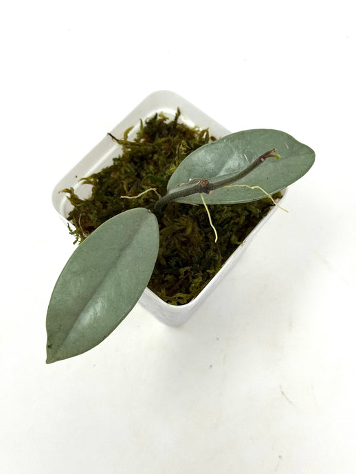 Hoya Wilbur Graves Silver E