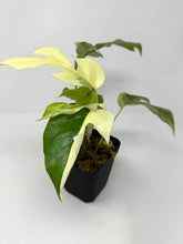 Load image into Gallery viewer, Rhaphidophora Tetrasperma Variegated