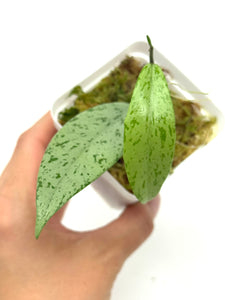 Hoya Pubicalyx Pink Silver Ghost B
