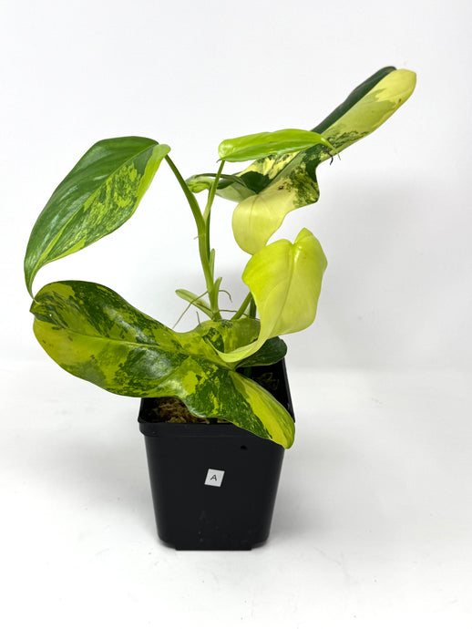 Philodendron Bipennifolium Violin Variegated A