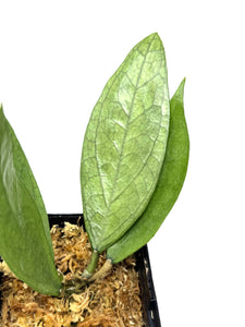 Hoya Germany Silver C