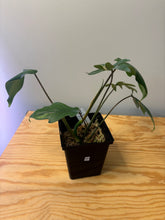 Load image into Gallery viewer, 208. Philodendron Mayoi