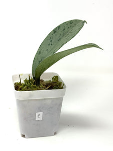 Hoya Pubicalyx Pink Silver Ghost E