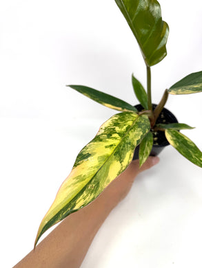 Philodendron Caramel Marble 4”