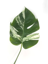 Load image into Gallery viewer, Monstera Deliciosa Albo Variegated E