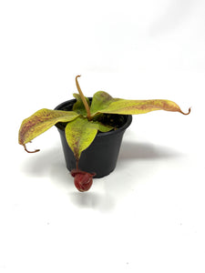 Nepenthes Mirabilis