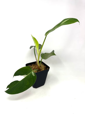 Philodendron White Princess