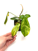 Load image into Gallery viewer, Philodendron Florida Beauty