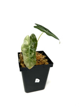 Load image into Gallery viewer, Alocasia Amazonica Variegated E