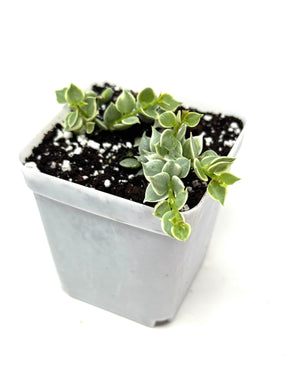 Dischidia Ruscifolia Variegated
