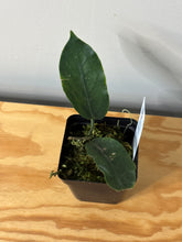 Load image into Gallery viewer, 42. Hoya Inflata