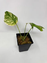 Load image into Gallery viewer, Monstera Deliciosa Aurea Variegated C