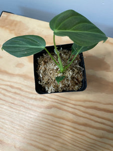 205. Philodendron Glorious
