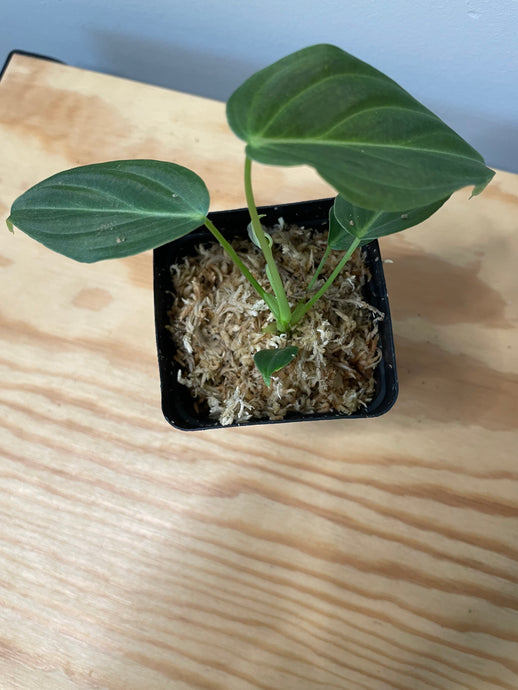 205. Philodendron Glorious