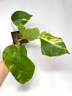 Monstera Deliciosa Aurea Variegated D
