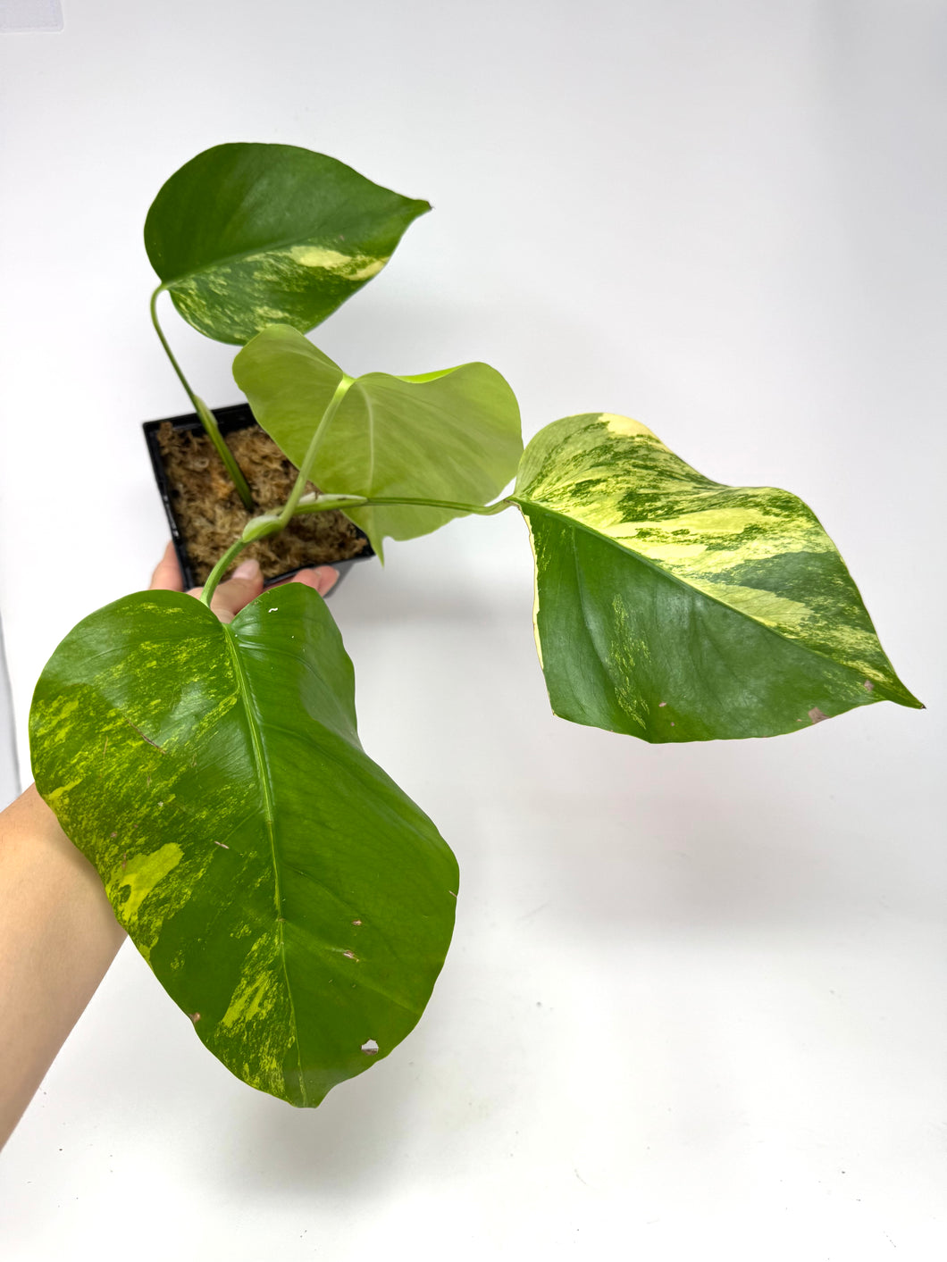 Monstera Deliciosa Aurea Variegated D