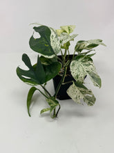Load image into Gallery viewer, Epipremnum Pinnatum 'Marble' Variegated (Large)