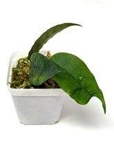 Load image into Gallery viewer, Hoya Ignorata