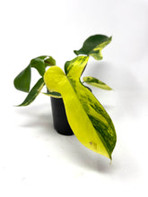 Load image into Gallery viewer, Philodendron Florida Beauty