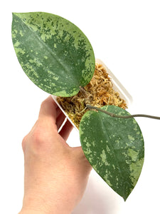 Hoya Glabra Silver A