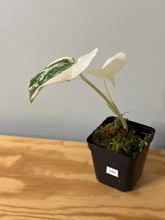 Load image into Gallery viewer, 101. Monstera Deliciosa Albo Variegated