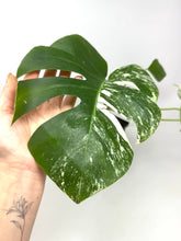 Load image into Gallery viewer, Monstera Deliciosa Albo Variegated F