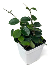 Load image into Gallery viewer, Hoya Mathilde