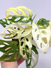 Load image into Gallery viewer, Monstera Adansonii Variegated D