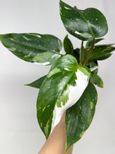 Load image into Gallery viewer, Philodendron White Princess (High Variegation)