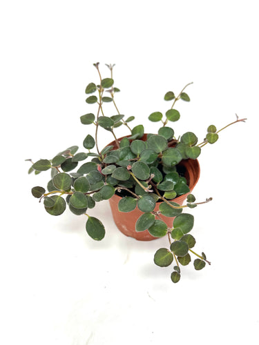 Codonanthe Devosiana 'Paula'