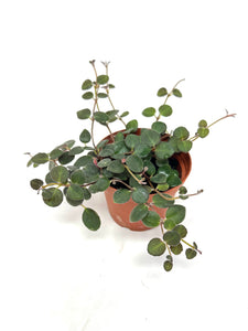 Codonanthe Devosiana 'Paula'