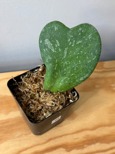 66. Hoya Kerrii Splash