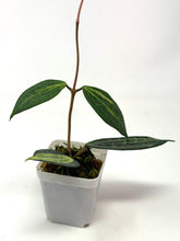 Load image into Gallery viewer, Hoya Macrophylla ‘Pot of Gold’