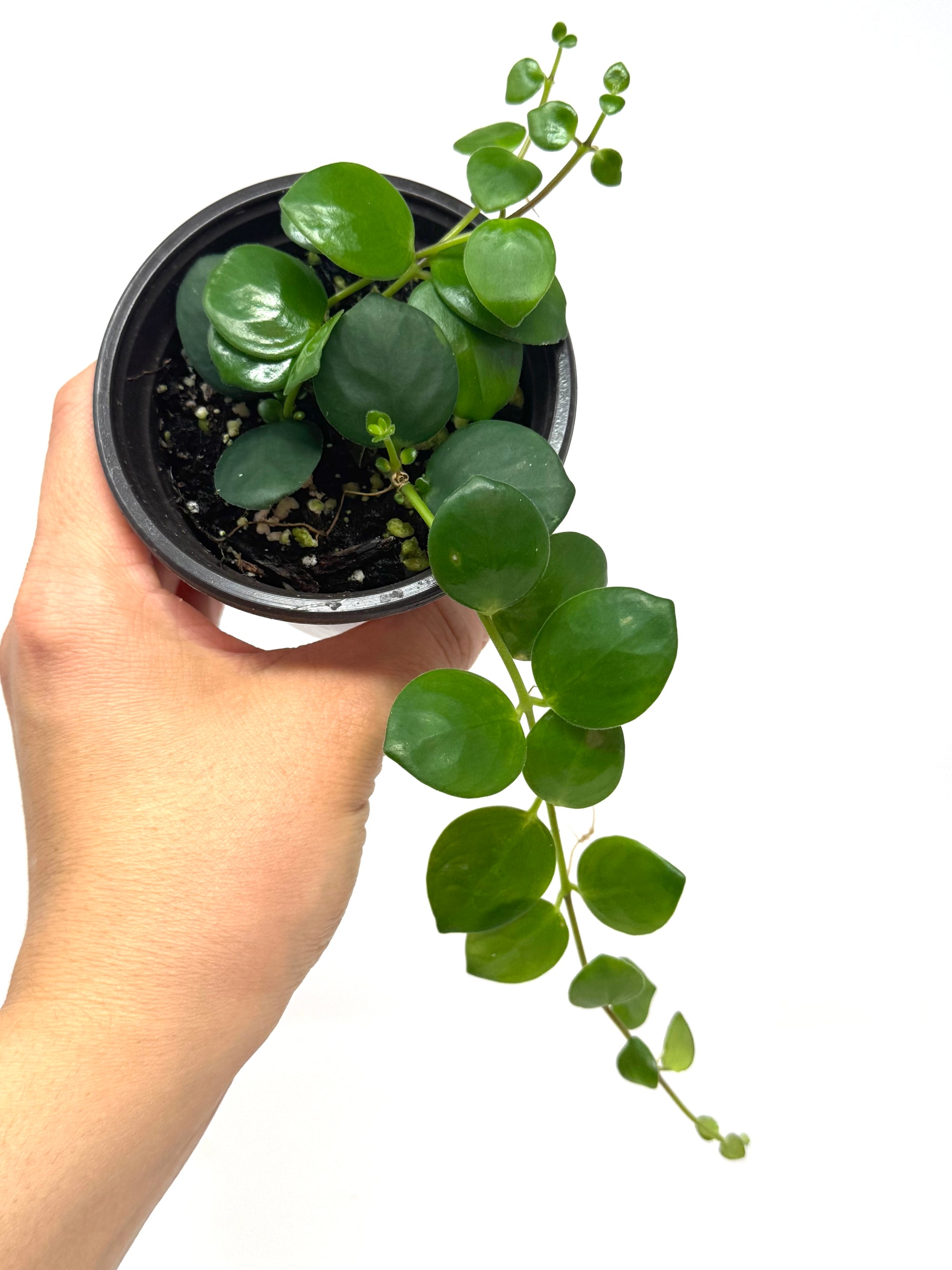 Other Plants – Planthaven Toronto