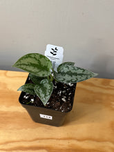 Load image into Gallery viewer, 114. Scindapsus Silver Lady