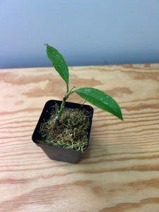 137. Hoya Multiflora Javanica Thai Splash