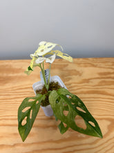 Load image into Gallery viewer, 123. Monstera Adansonii Variegated